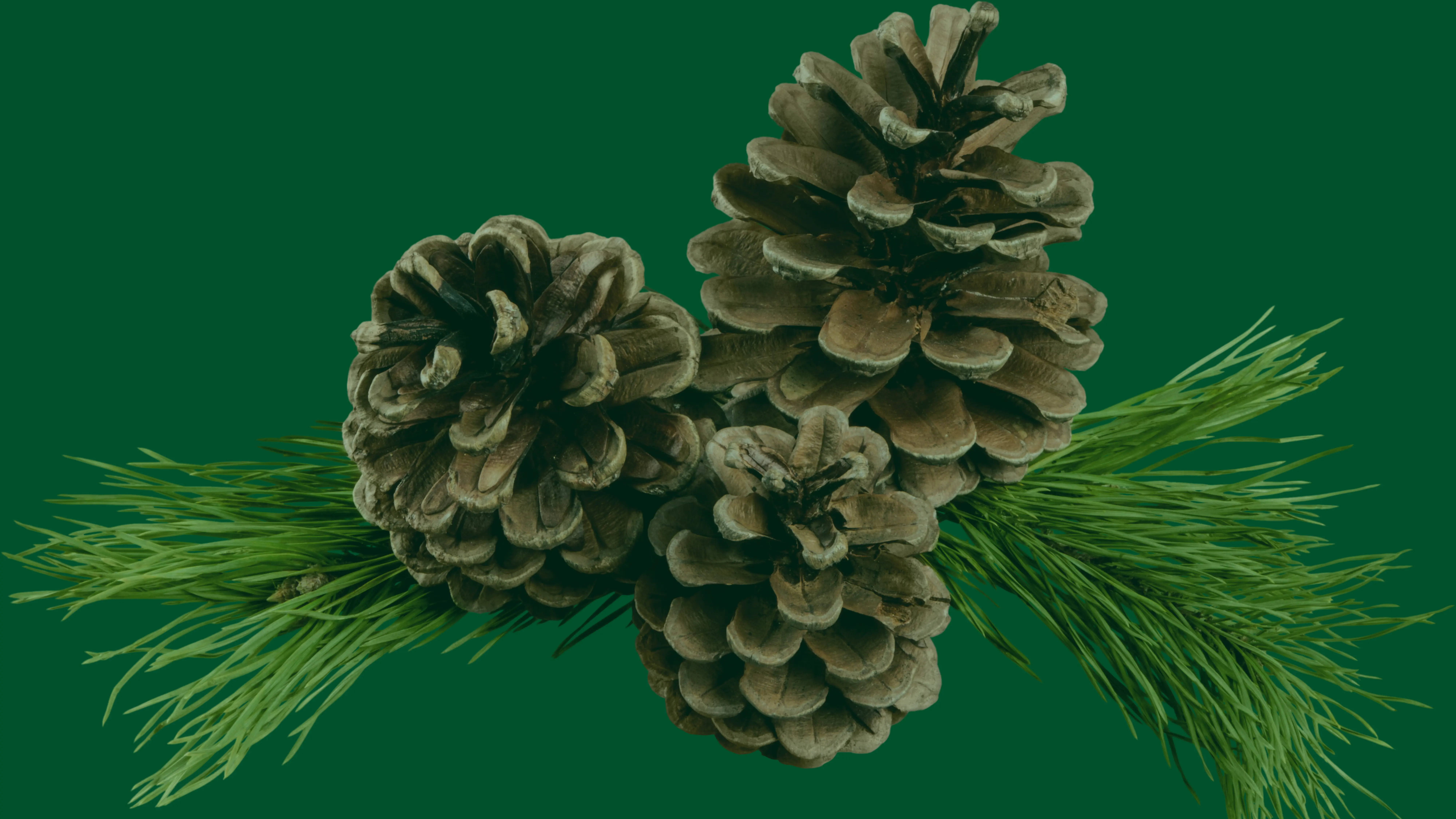 Pine Terpenes Manufacture