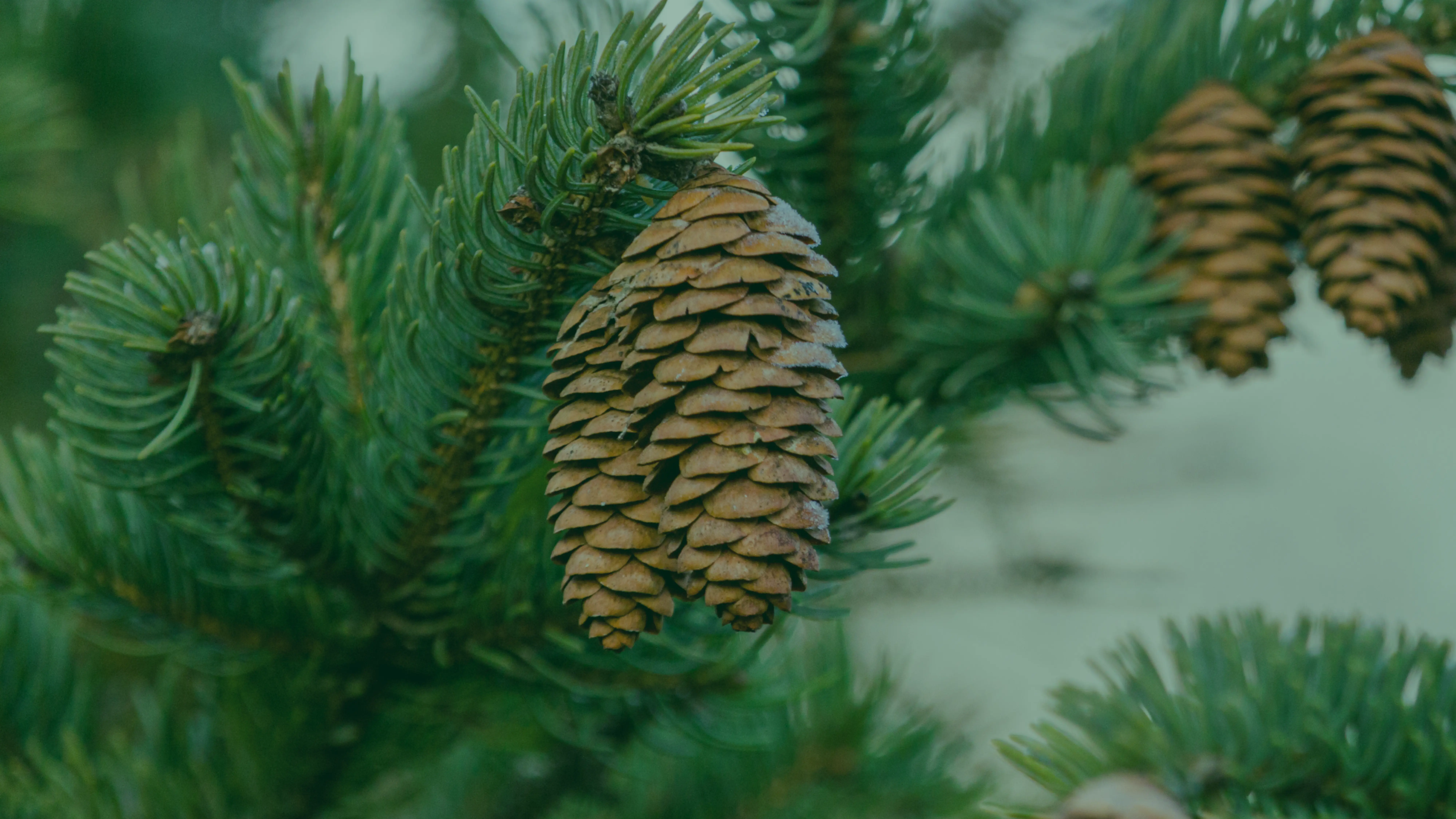 Pine Terpenes